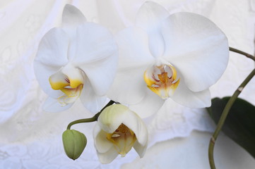 Two white orchids and  buds