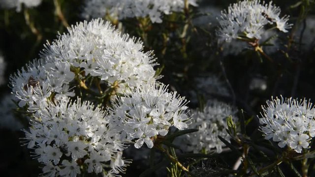 blooms marsh rosemary