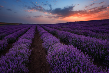 Fototapeta na wymiar Sunrise at lavender field, near Burgas city, Bulgaria