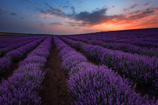 Sunrise at lavender field, near Burgas city, Bulgaria