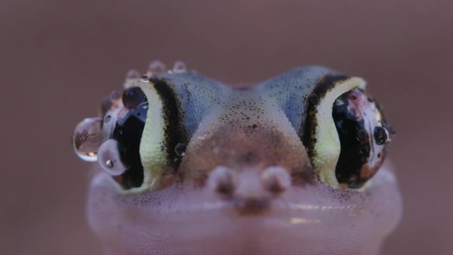 Slow motion shot of web footed/Palmato gecko licking moisture from its eyes
