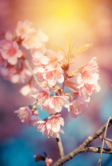 Wild himalayan cherry blossom in north of thailand.
