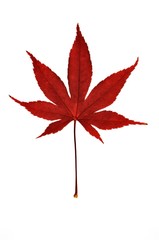 Fall color of lace leaf maple leaf on a white background.
