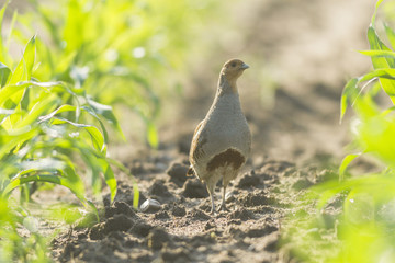 bird