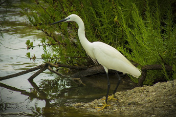 Great white Egret in the wild nature