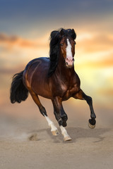 Bay andalusian stallion run gallop against sunset sky in dust