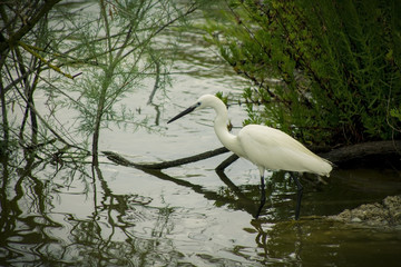 Great white Egret in the wild nature