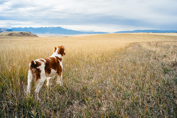 Irish setter in grassy landscape, Colorado, USA