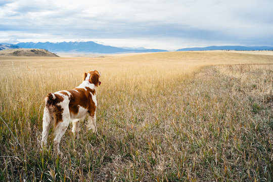 Irish setter in grassy landscape, Colorado, USA