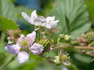 Brombeerblüten, Brombeeren, Rubus sectio Rubus