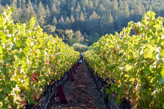 Grape vines in row in vineyard