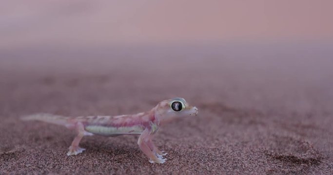 4K wide angle shot of web footed/Palmato gecko in desert habitat