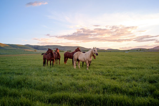 Horses in field of lush green grass