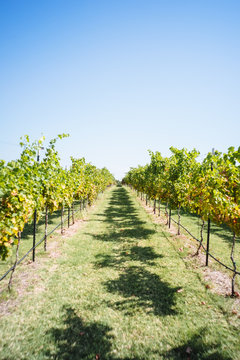 Rows of trees in orchard