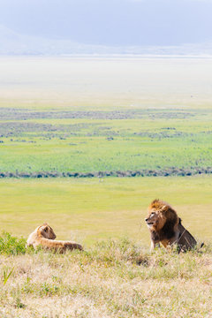 Male lion and lioness on grassland