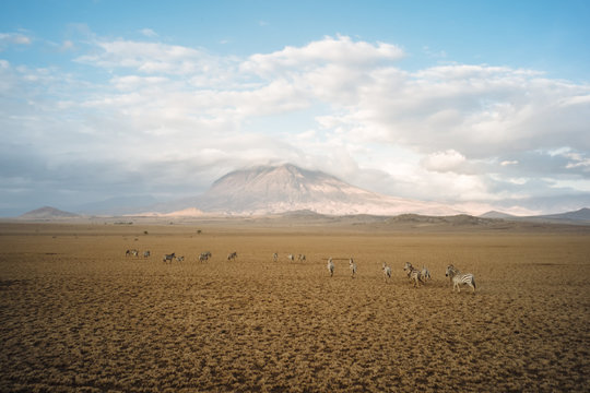 Herd of zebras running in arid plain, Africa