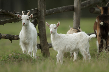 Fototapeta premium goat