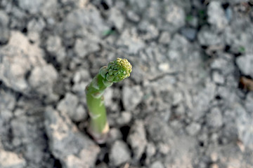Asparagus 
