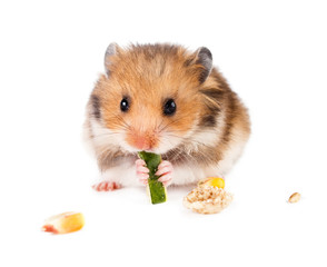 Hamster on a white background.
