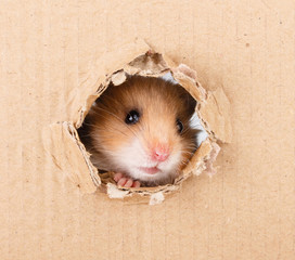 Little hamster looking up in cardboard side torn hole 