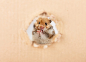 Little hamster looking up in cardboard side torn hole 

