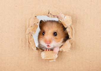 Little hamster looking up in cardboard side torn hole
- 114265977