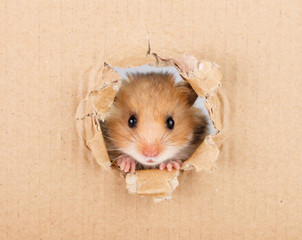 Little hamster looking up in cardboard side torn hole
- 114265997