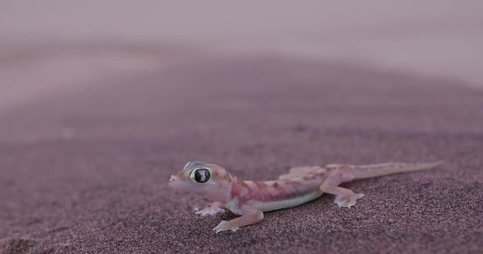 4K wide angle shot of web footed/Palmato gecko in desert habitat