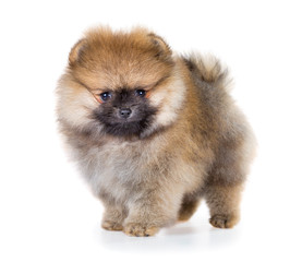 Portrait of a Pomeranian puppy age of 1,5 month isolated on white background