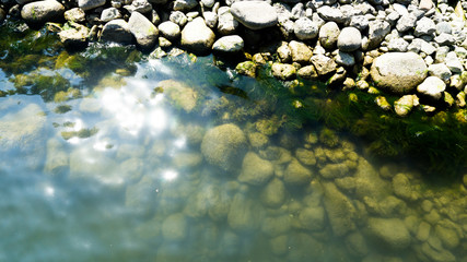 von Algen bewachsene Steine im Hafenbecken von Lohme