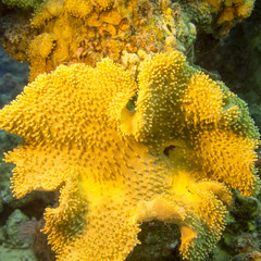  mushroom leather coral in tropical sea, underwater