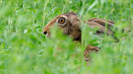 Feldhase (Lepus europaeus) versteckt sich in einem Feld