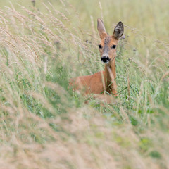 Ein Reh (Capreolus capreolus) versteckt sich im hohen Gras und sichert die Umgebung