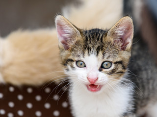 Baby Tabby Cat In Kitty Basket