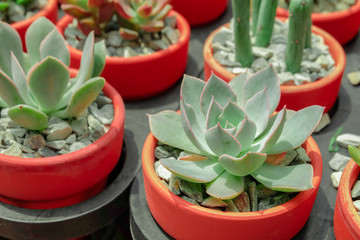 green aeonium succulent Plant in Flower Pot. 