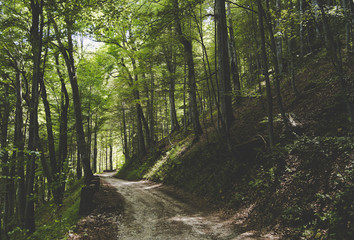 Mountain trail through the forest