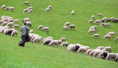 Cercles muraux Moutons Berger avec troupeau de moutons