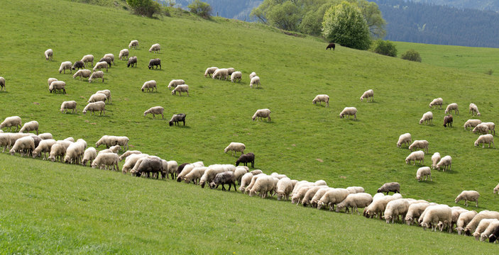Sheep herd on green field