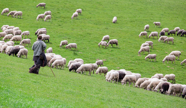 Shepherd with sheep herd