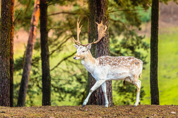 Fallow deer buck in forest