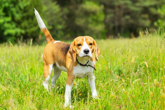 Beagle dog standing in grass