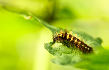 caterpillar creeps on a green plant in the garden