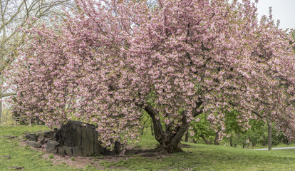 Prunus serrulata or Japanese Cherry - 114270302
