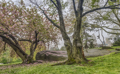 Prunus serrulata or Japanese Cherry