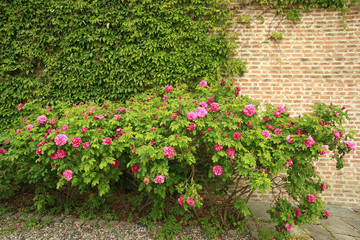 Rose bushes at the stone wall covered with green liana