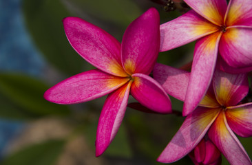 Red and yellow plumeria frangipani flowers with leaves, buds and branches 