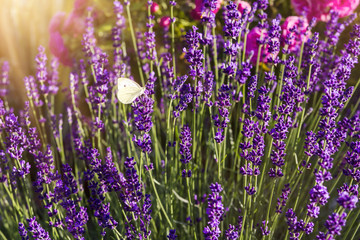 Fototapeta premium Lavender with butterfly and sunshine