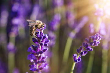 Naklejka premium Pollination with bee and lavender with sunshine, sunny lavender