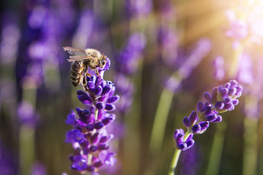 Fototapeta Pollination with bee and lavender with sunshine, sunny lavender