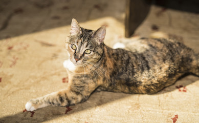 Cat Resting on Floor in the Sunshine